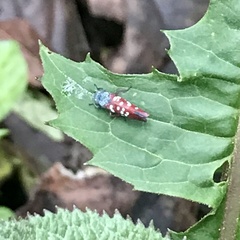 Graphocephala albomaculata