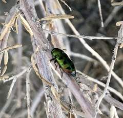 Knowltonia calida