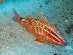 Parupeneus ciliatus