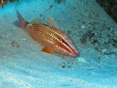 Parupeneus ciliatus