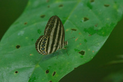 Ragadia makuta siponta