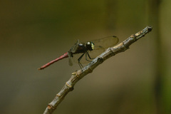 Lyriothemis cleis