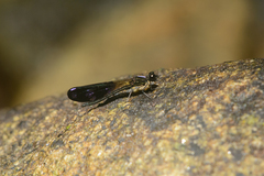 Aristocypha fenestrella