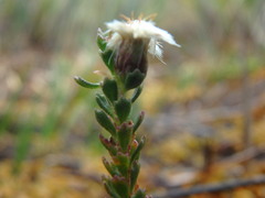 Baccharis tricuneata