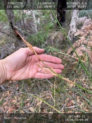 Cyathochaeta avenacea