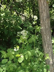 Thalictrum baicalense