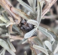 Chrysobothris deserta