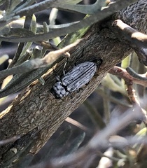 Chrysobothris deserta