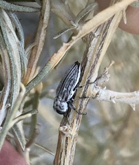 Chrysobothris deserta