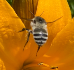 Bombus pseudobaicalensis