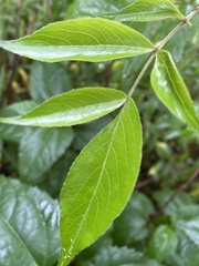 Sambucus canadensis