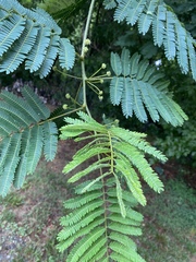 Albizia julibrissin