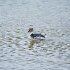 Podiceps occipitalis