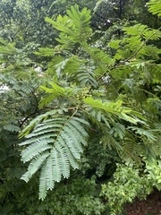 Albizia julibrissin
