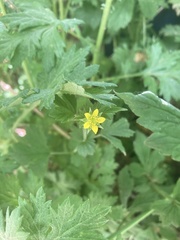 Geum urbanum