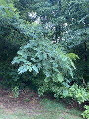 Albizia julibrissin