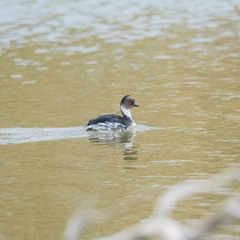Podiceps occipitalis
