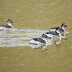 Podiceps occipitalis