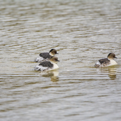 Podiceps occipitalis
