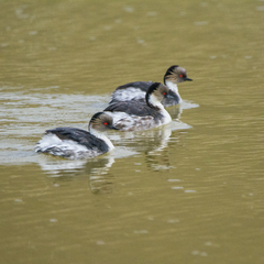 Podiceps occipitalis