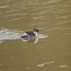 Podiceps occipitalis