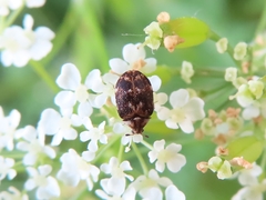 Anthrenus fuscus