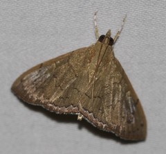 Hyalobathra crenulata