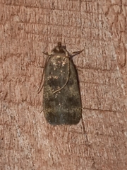 Martyringa latipennis