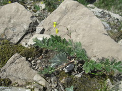 Potentilla sericea