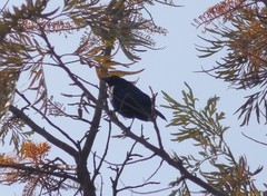 Molothrus aeneus