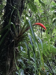 Guzmania nicaraguensis