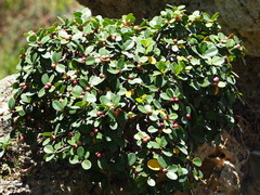Ficus microcarpa latifolia