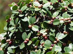 Ficus microcarpa latifolia