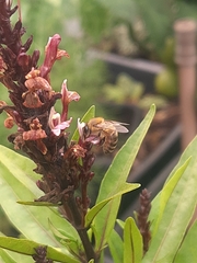 Apis mellifera