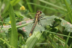 Phanogomphus exilis