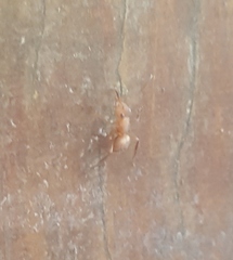 Camponotus rectangularis