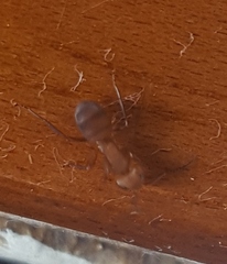 Camponotus rectangularis