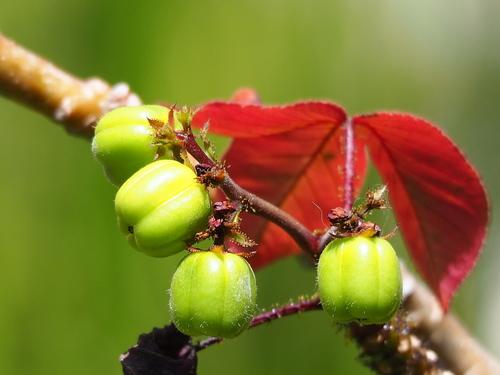 Jatropha gossypiifolia