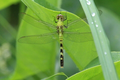 Erythemis simplicicollis