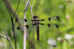 Libellula pulchella