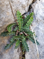 Asplenium ceterach image