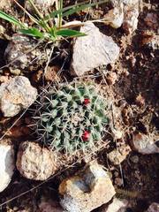 Mammillaria uncinata