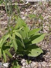 Veratrum lobelianum