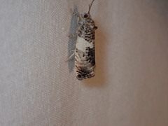 Pseudosciaphila duplex