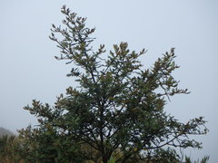 Weinmannia tomentosa