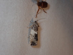 Pseudosciaphila duplex