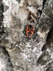 Pyrrhocoris apterus