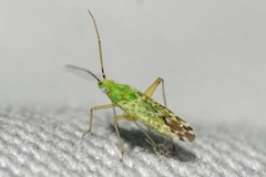 Macrotylus atricapillus