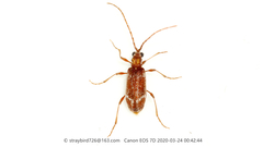 Ptinus japonicus
