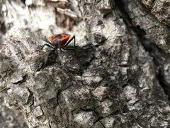 Pyrrhocoris apterus